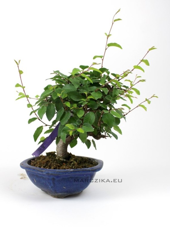 Korean hornbeam bonsai in shohin size category