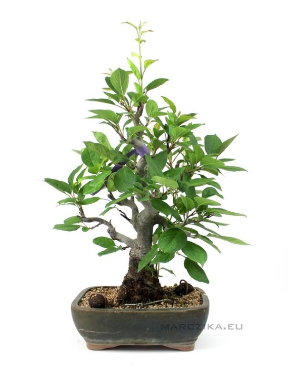 Malus sp. bonsai from South Korea