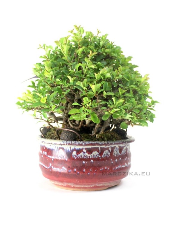 Chaenomeles speciosa shohin bonsai Dél - Koreából