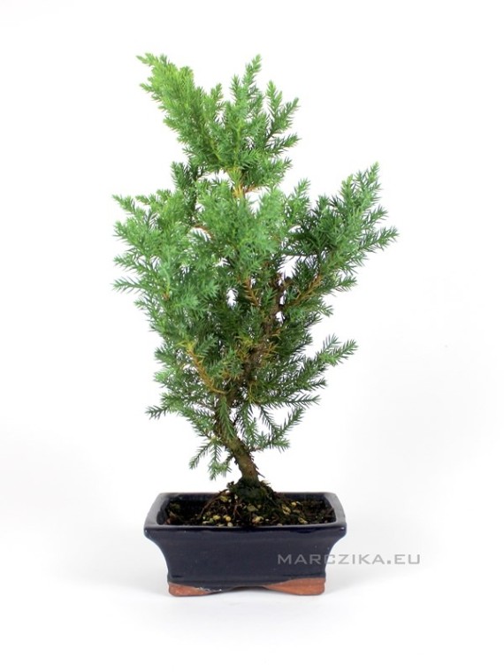 Juniperus chinensis - boróka bonsai 15S