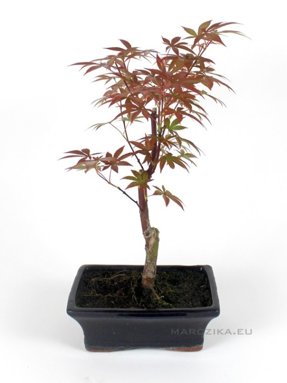 Japanese maple 20B bonsai