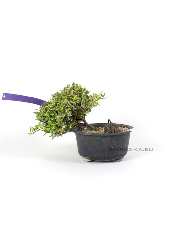 Trachelospermum sp. félkaszkád bonsai alapanyag Dél - Koreából