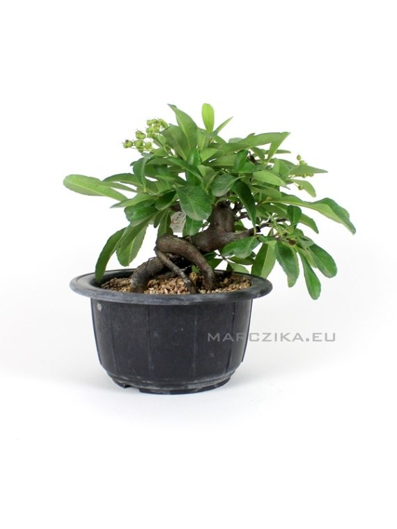 Pyracantha shohin bonsai material from South Korea