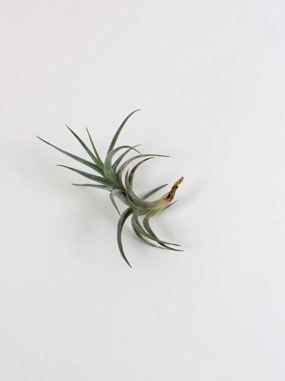 Tillandsia xiphioides var. tafiensis