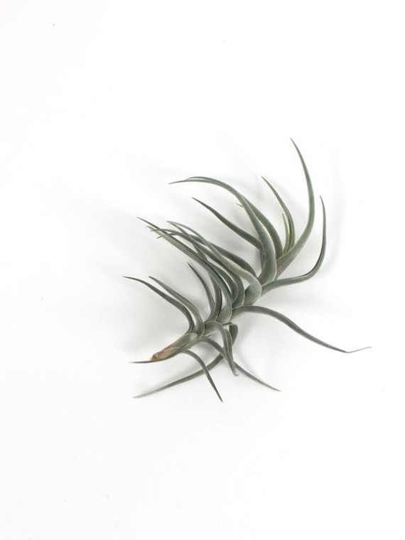 Tillandsia gerdae