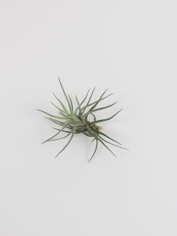 Tillandsia argentina