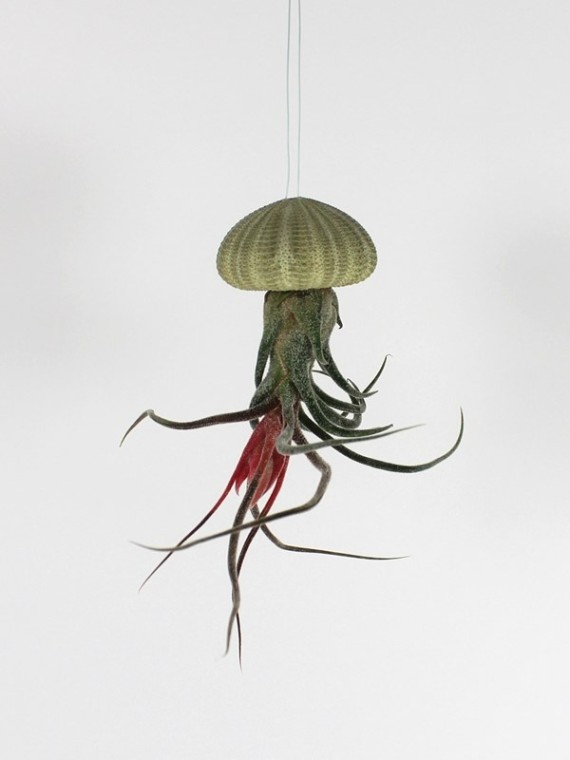 Lebegő Tillandsia pruinosa