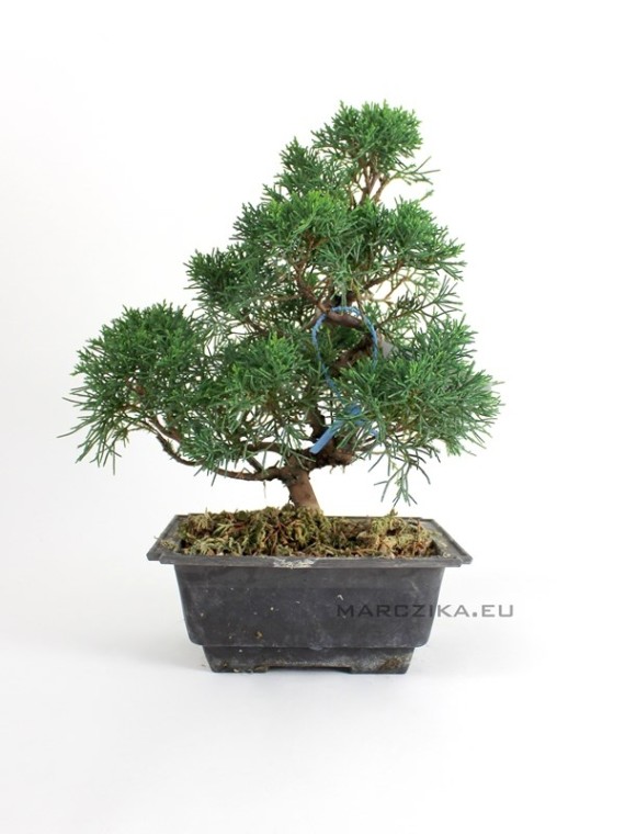 Juniperus chinensis - boróka bonsai alapanyag Dél-Koreából