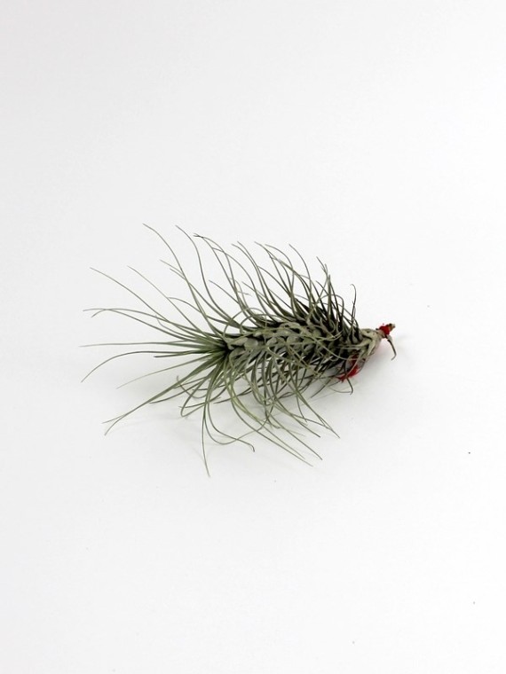 Tillandsia heteromorpha