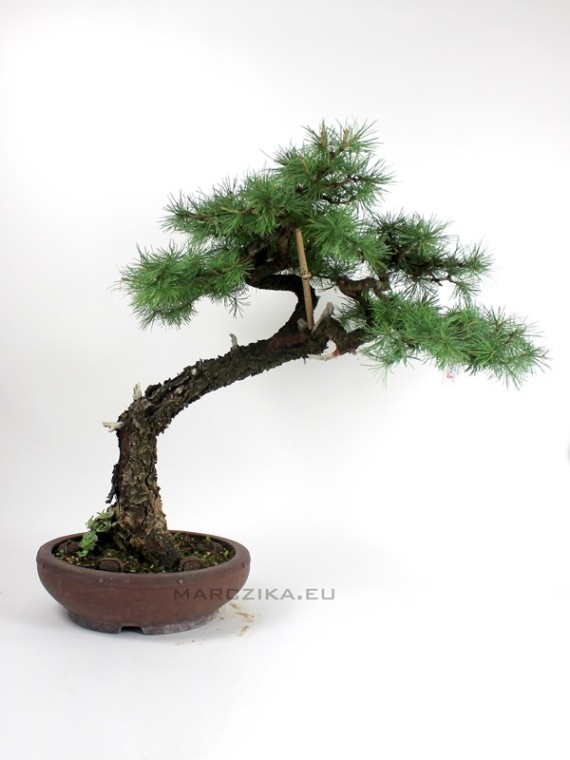 Larix decidua bonsai