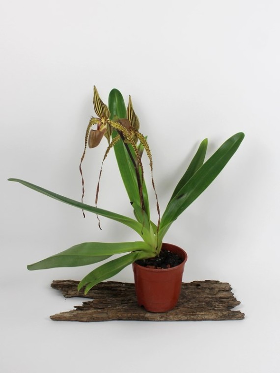 Paphiopedilum Prince Edward of York ( rothschildianum x sanderianum)