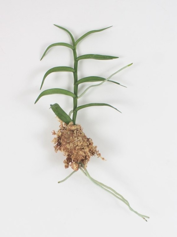 Angraecum erectum sarj