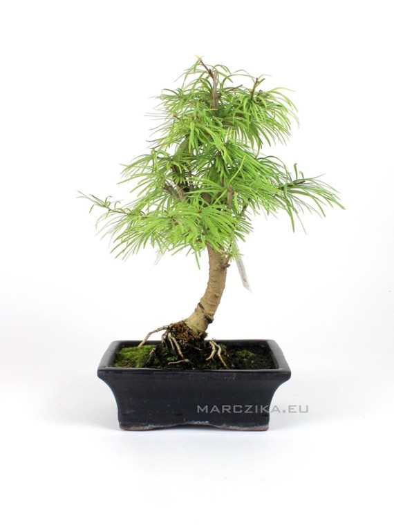 Pseudolarix amabilis - Golden larch bonsai 02.