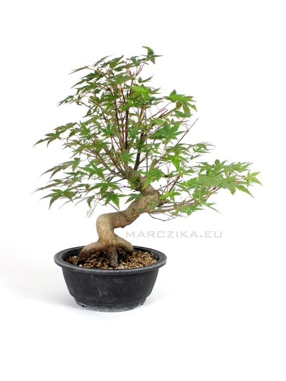 Acer palmatum - Japán juhar bonsai alapanyag