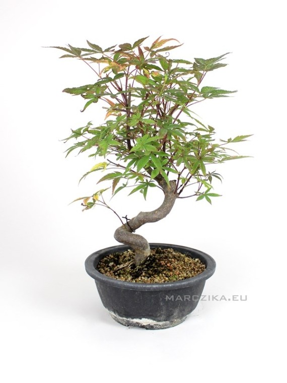 Acer palmatum - Japán juhar bonsai pre bonsai