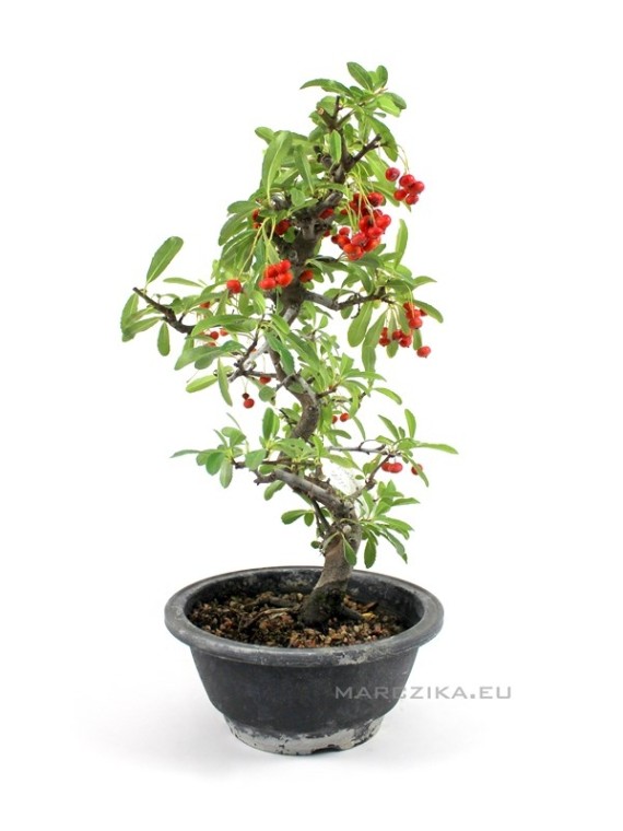 Tűztövis bonsai alapanyag - Pyracantha Sp. Dél - Koreából 02.