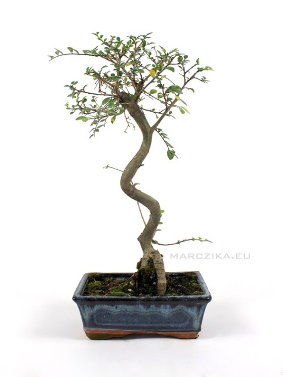 Kínai szil bonsai alapanyag