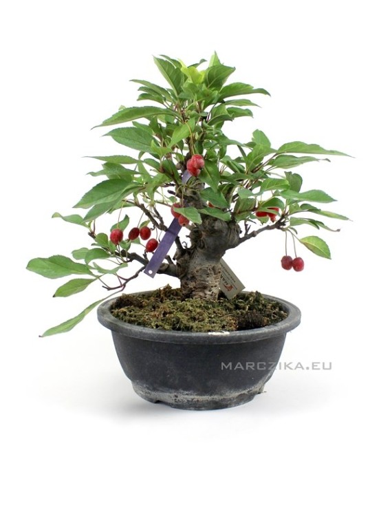 Malus sp. bonsai in kifu size category