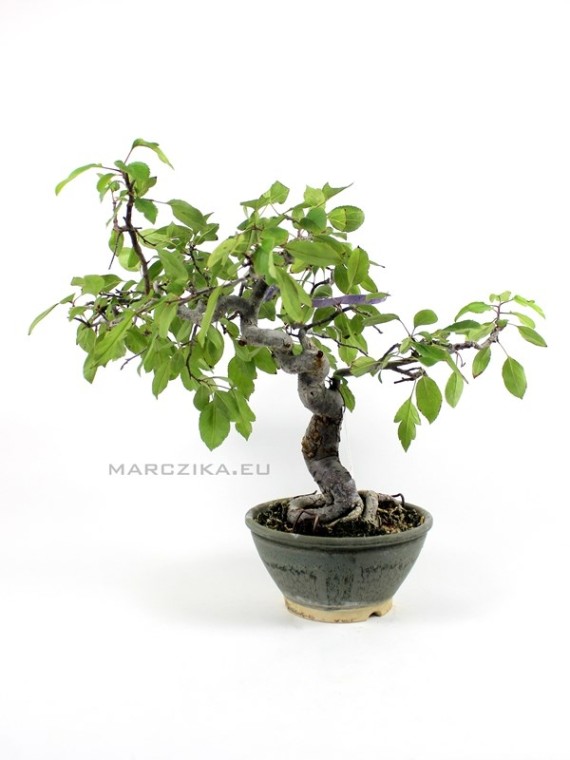 Kifu méretű Malus sp. bonsai