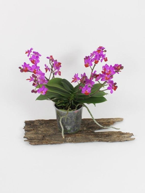 Phalaenopsis Table Mystery