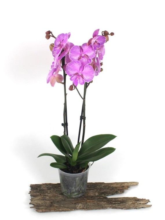 Phalaenopsis 2 száras 