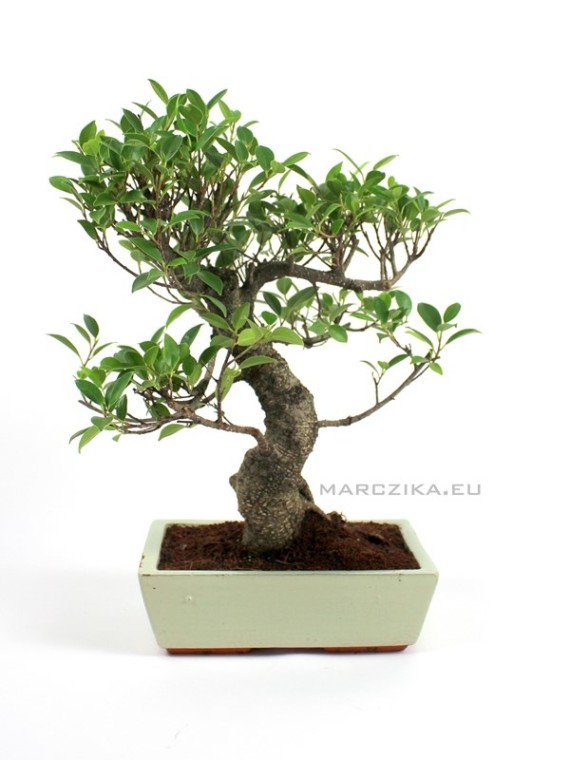 Ficus retusa - 45-50 cm magasságú Fikusz bonsai (25S)