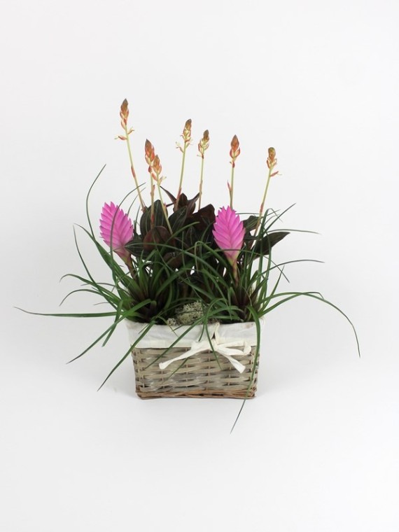 Orchidea +Tillandsia cyanea kosaras beültetés