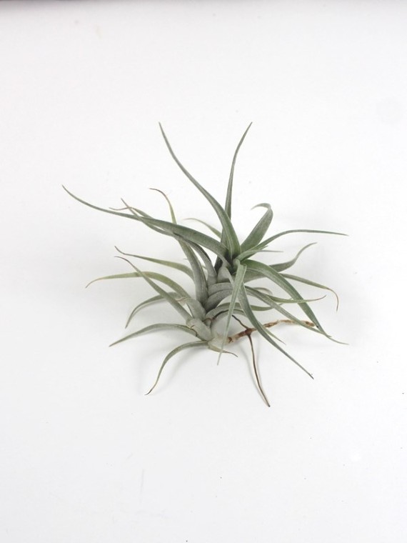 Tillandsia albida sarj