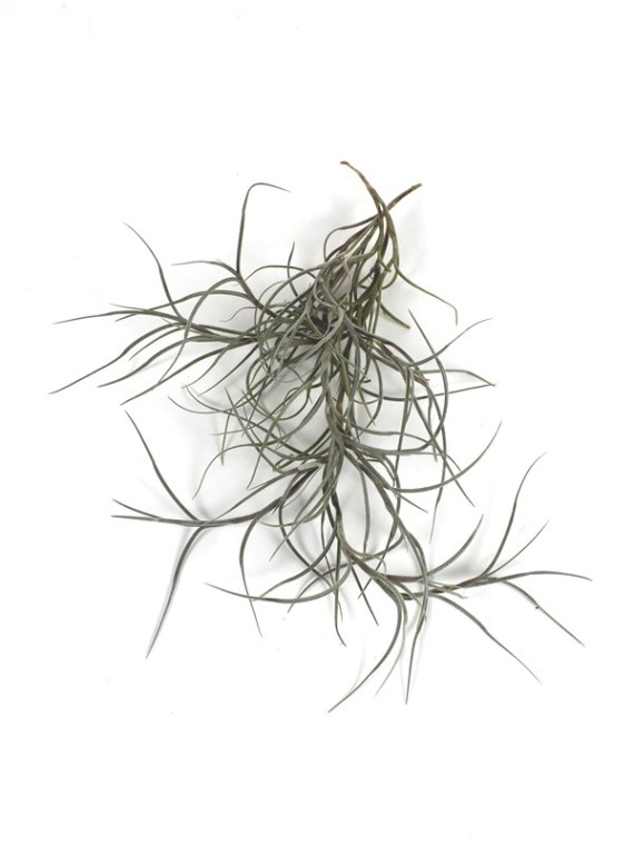 Tillandsia usneoides x mallemontii - kötözetlen