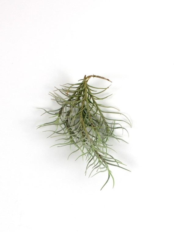 Tillandsia capillaris-kötözetlen
