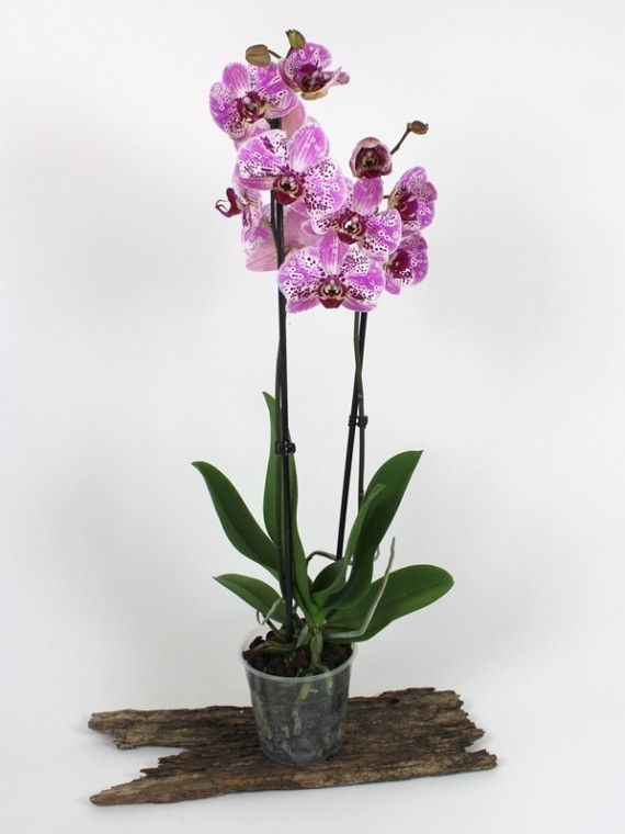 Phalaenopsis 2 virágszáras 03.