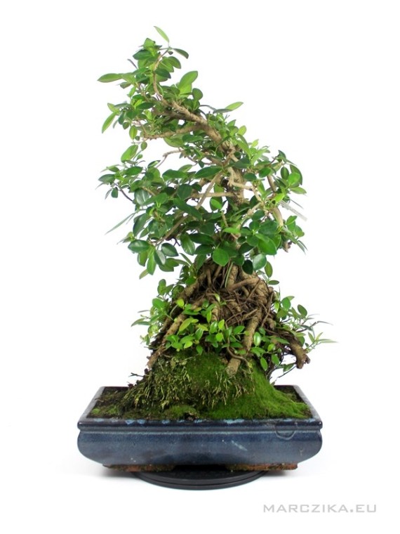 Ficus panda bonsai 01.