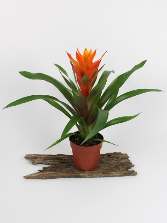 Bromelia 06.