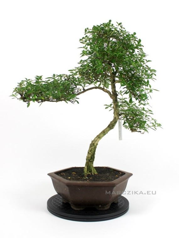 Beltéri bonsai - Serissa foetida 01.