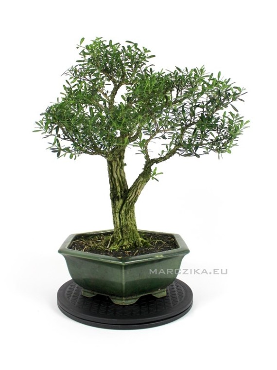 Buxus harlandii bonsai 12.