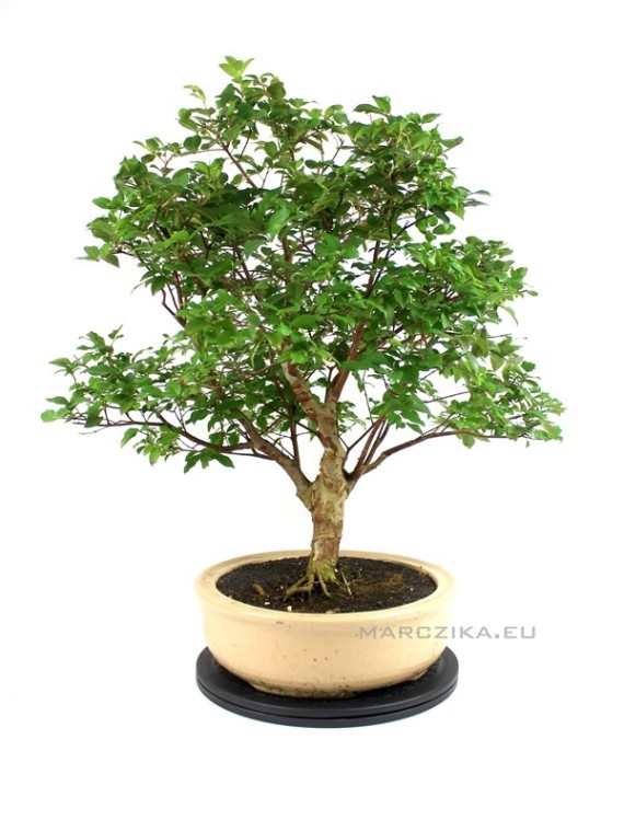Plinia cauliflora bonsai