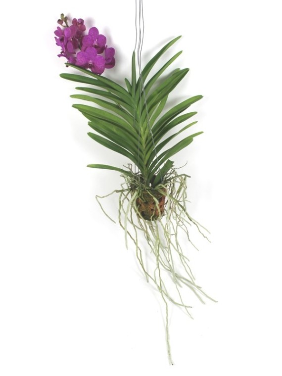 Vanda Tayanee cerise 