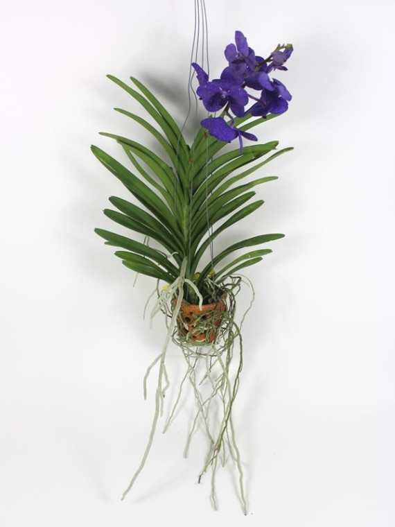 Vanda Tayanee Blue