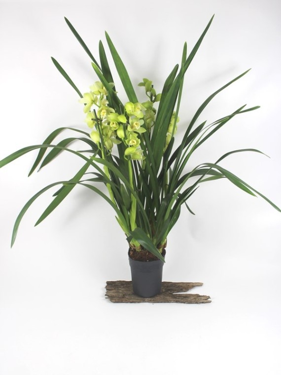 Cymbidium 4 virágszáras 01.