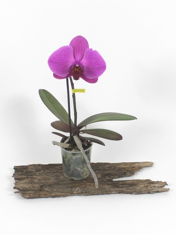 Phalaenopsis Singolo 05.