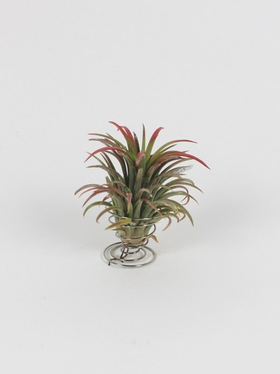 Tillandsia ionantha rugós tartóban