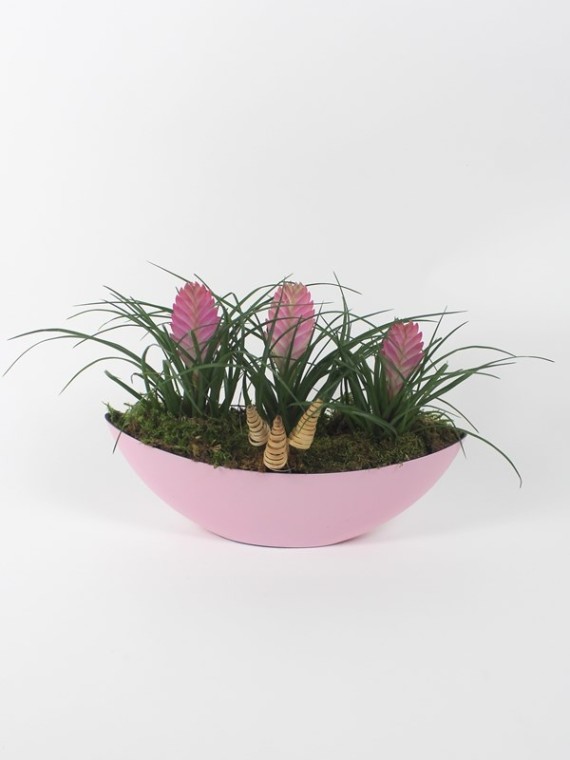 Tillandsia cyanea beültetés csónak alakú kaspóban