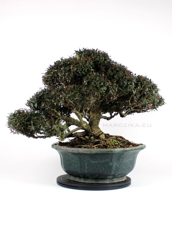 Trachelospermum asiaticum bonsai 07.