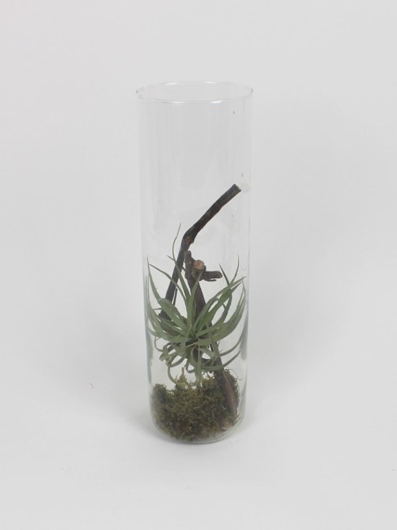 Tillandsia dekoráció üveghengerben 03.