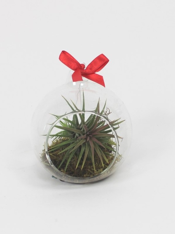 Tillandsia üveggömbben 02.