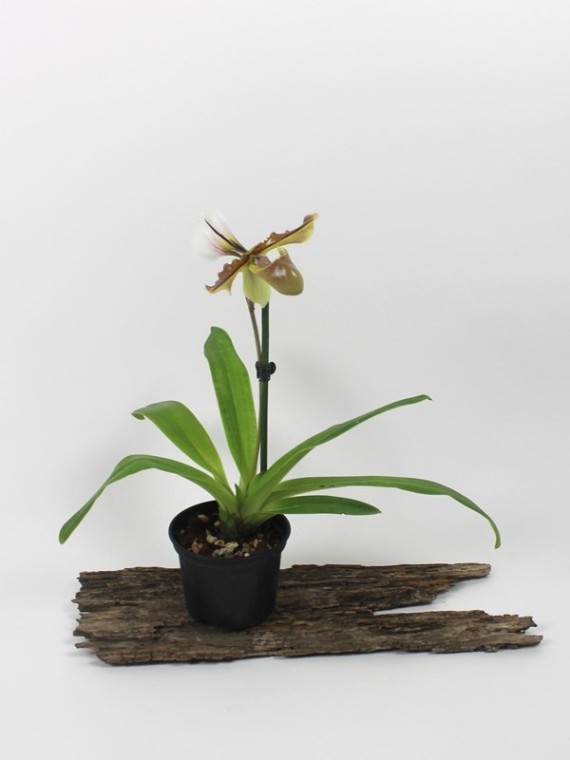 Paphiopedilum hybrid 01.