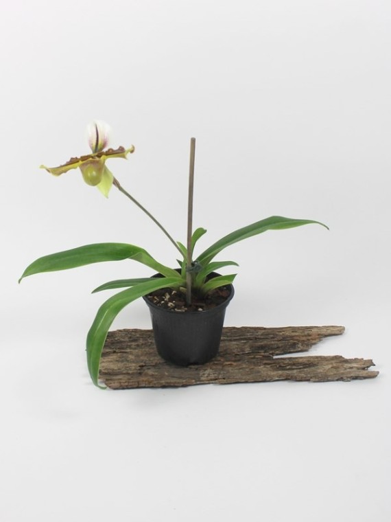 Paphiopedilum hybrid 5.