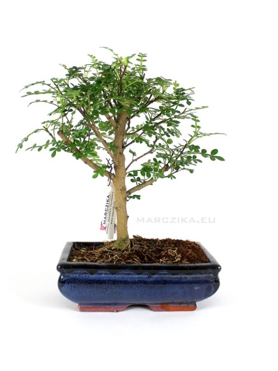 Borsfa bonsai kék tálban - Zanthoxyllum piperitum