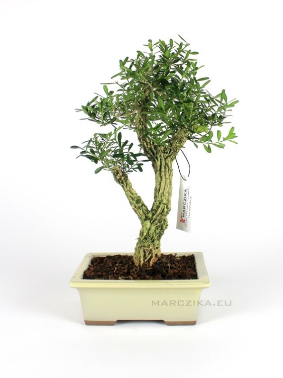 Buxus harlandii bonsai 21.