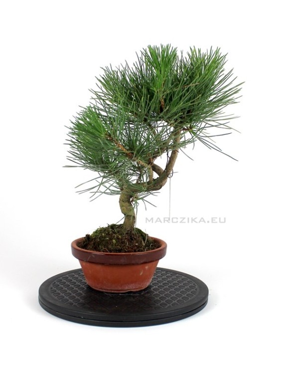 Pinus thunbergii shohin bonsai alapanyag 15.